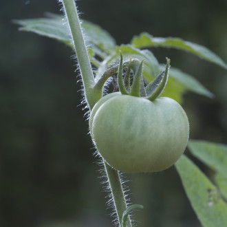 Figs and Chestnuts: Fall Transitions